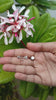 Platinum Round Petite Studs